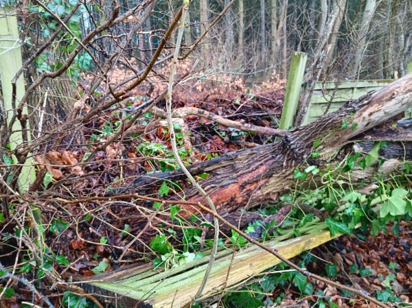 fjerne et væltet træ