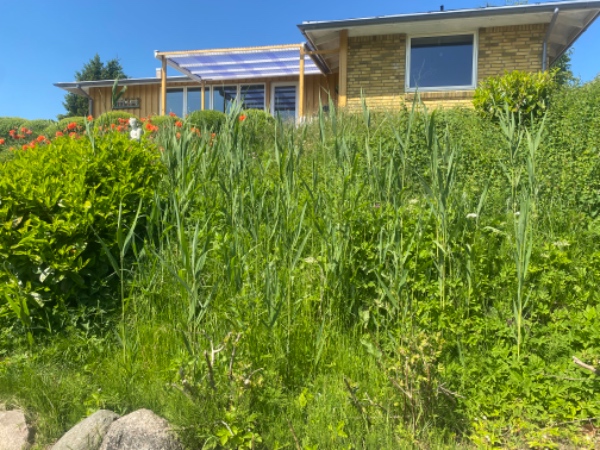 Fjernelse af ukrudt hurtigt