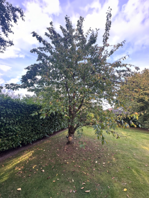 Bortførelse af haveaffald og beskæring af 2 frugttræer