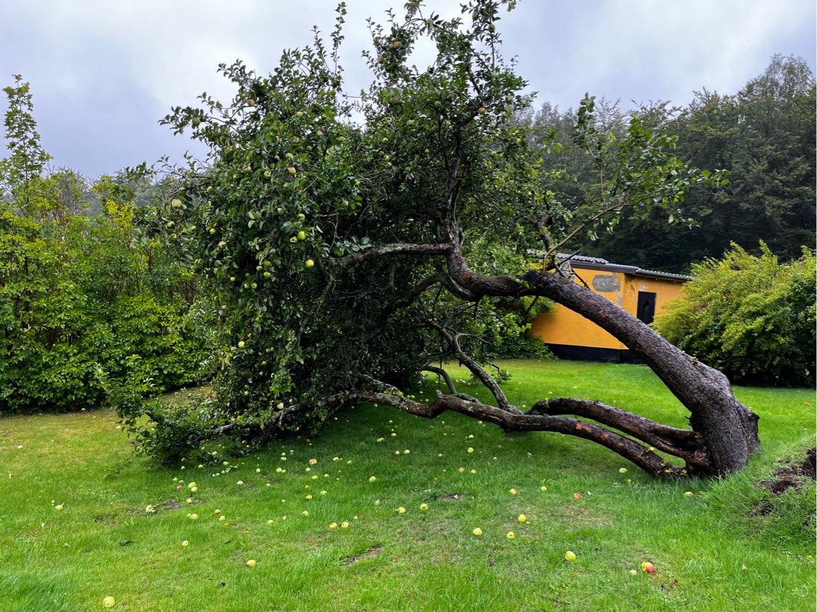 Bortskaffelse af væltet træ
