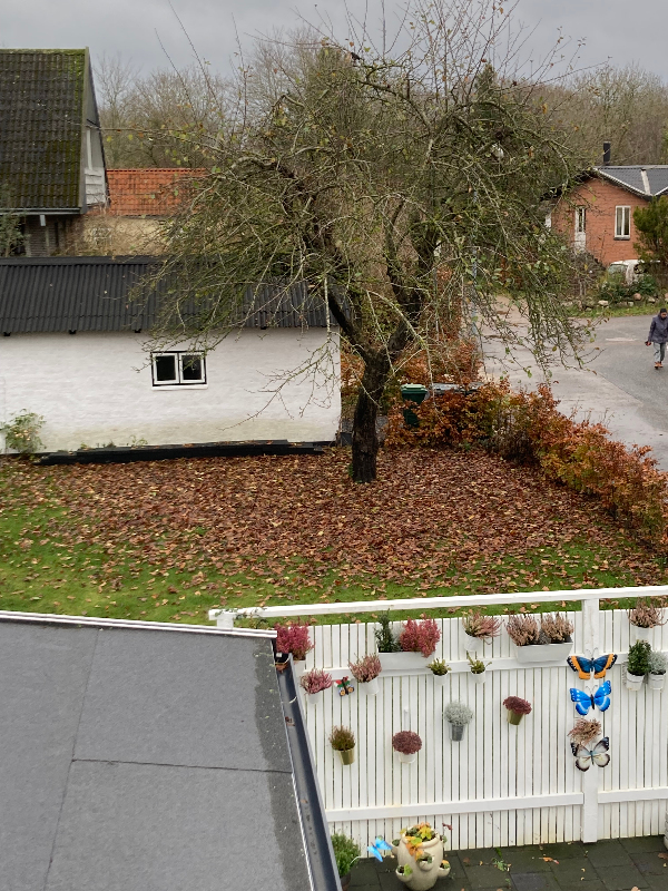 Beskære et æbletræ