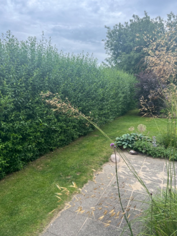 Hækklipning begge sider