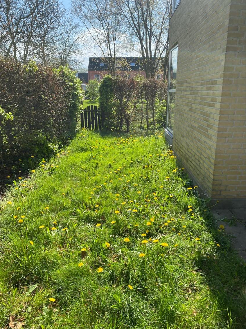 Klipning af græs og hække i haven