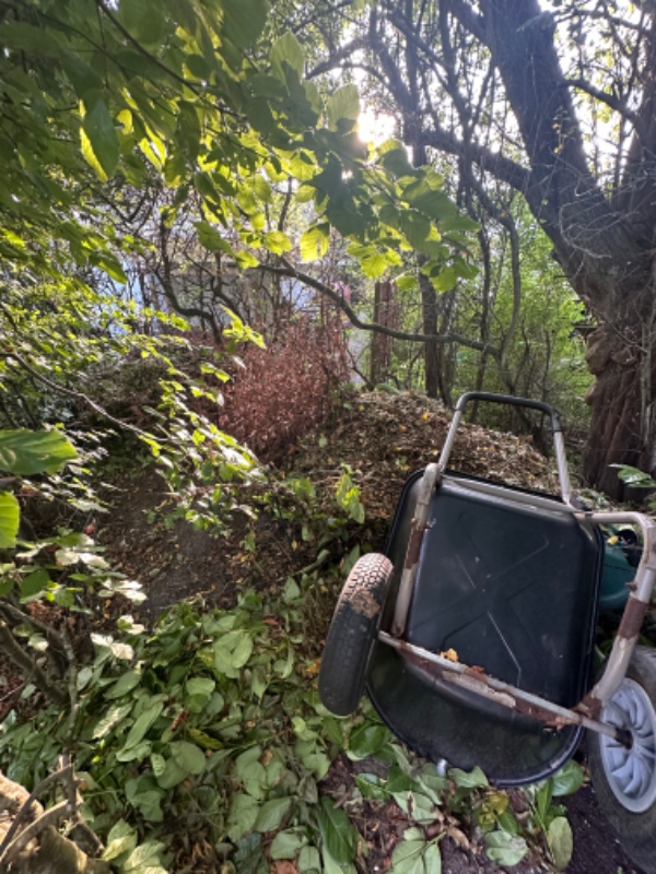 Bortførelse af haveaffald og beskæring af 2 frugttræer