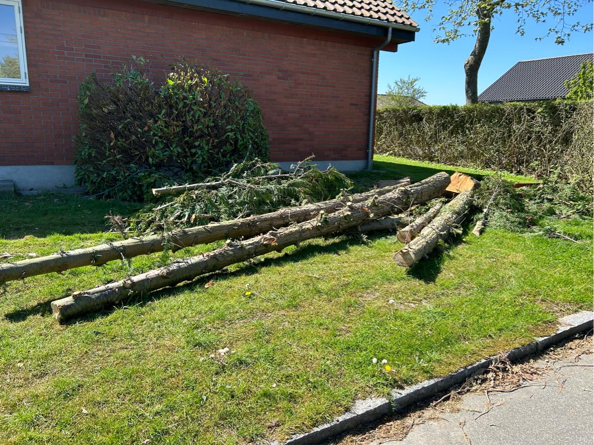 Bortskaffelse af fældet træ