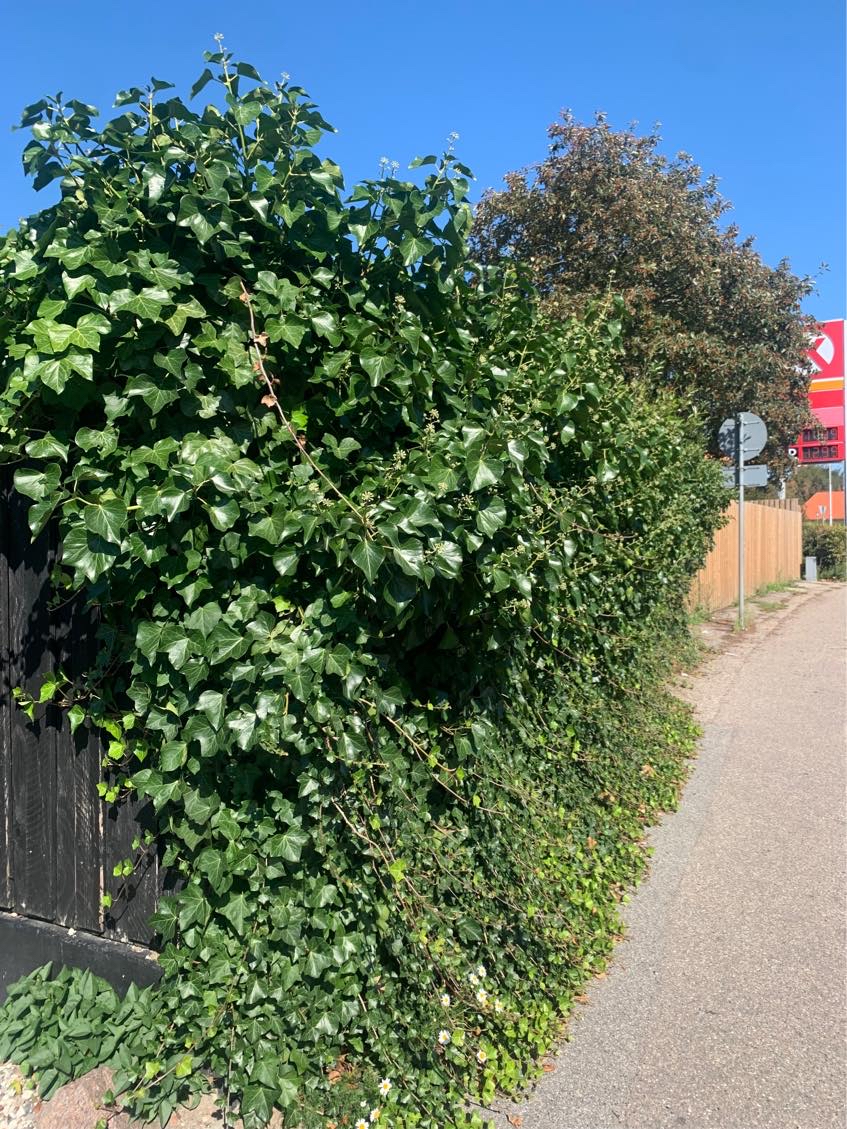 Min hæk skal ordnes og køres væk