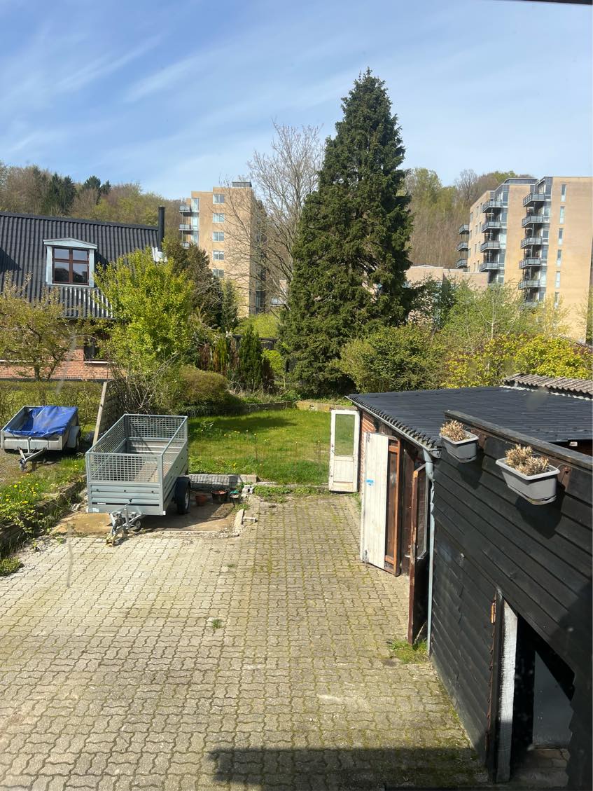 Fældning af Grand/fyr træ