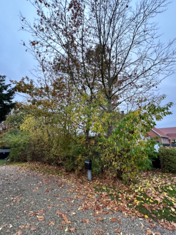 Fældning af 5 træer