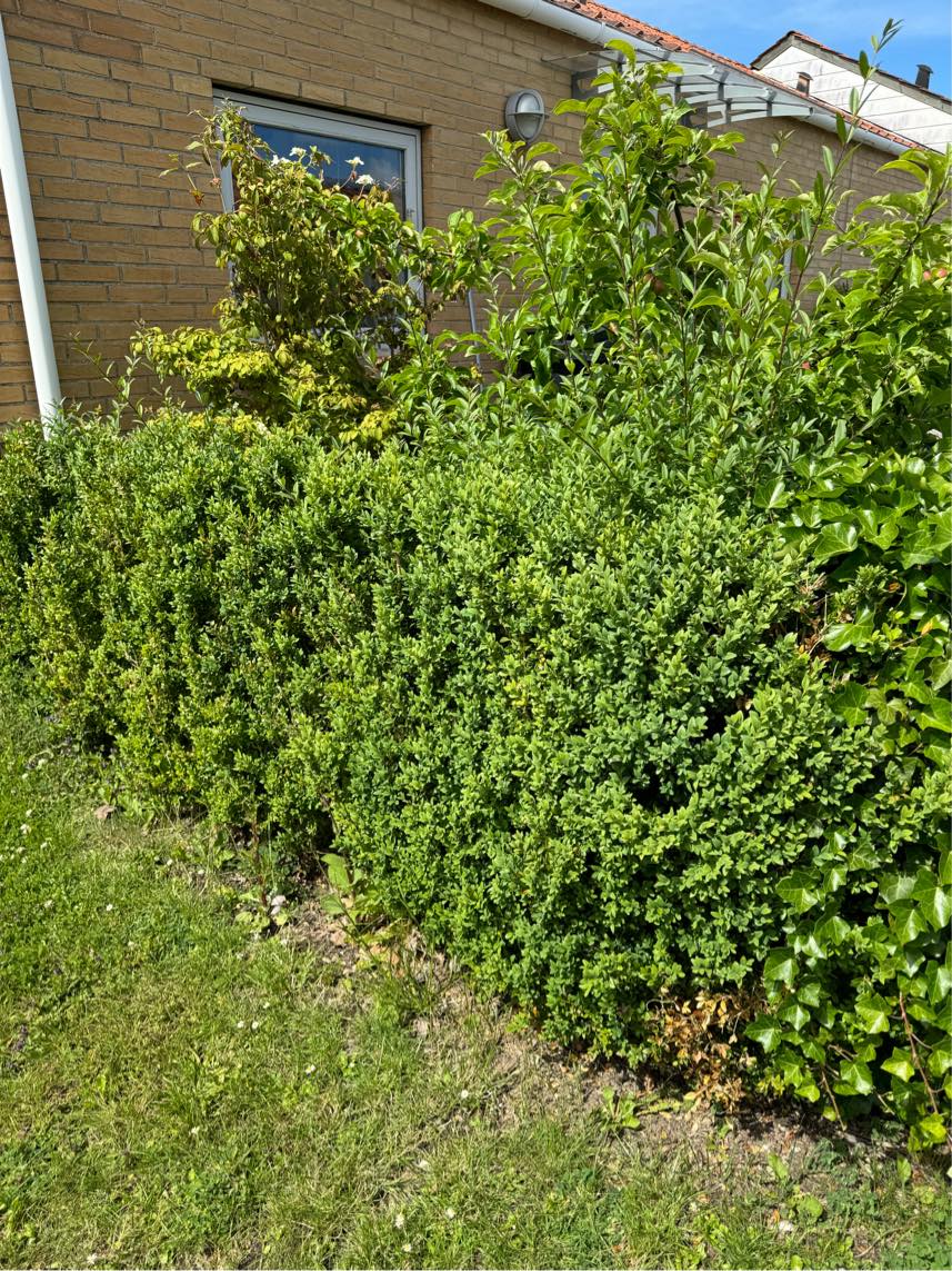 Klipning af hæk samt bortkørsel