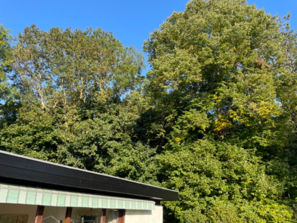 Top- og sidekapning af store/høje træer