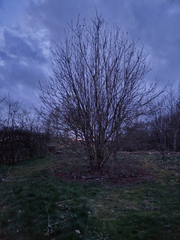 Beskæring af hasselnøddetræ