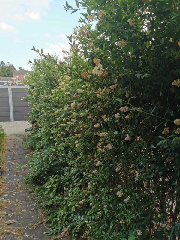 et frimærke af en lille have trænger virkelig