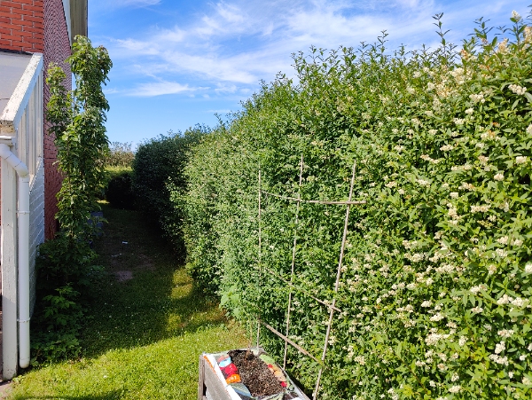 Hækklipning af 45 meter hæk