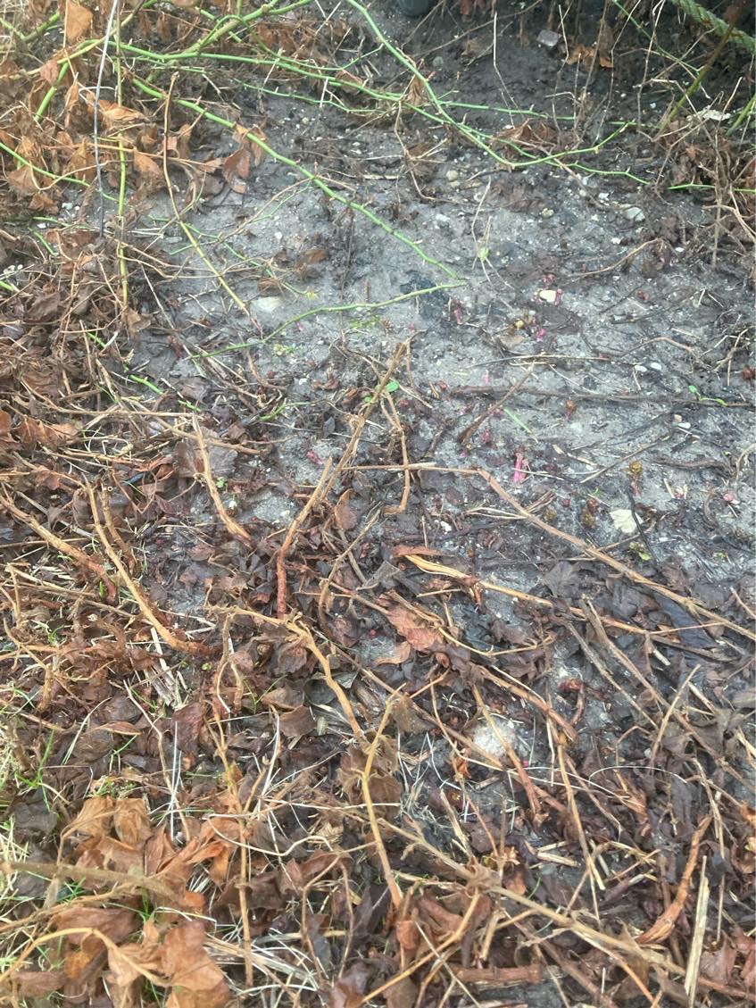 Fjerne rødder under jorden fra buske