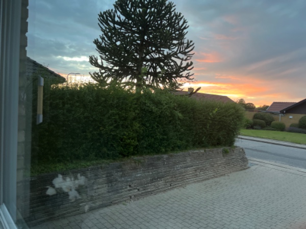 Hækklipning før 16. juli