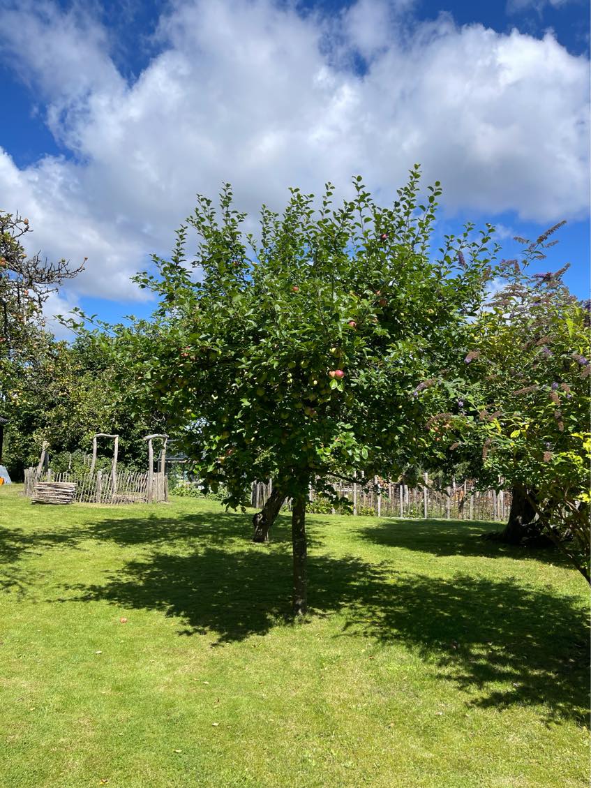 Beskæring af træer og buske