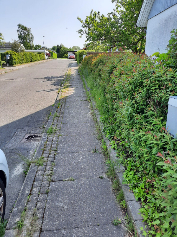 klipning af hæk + buske