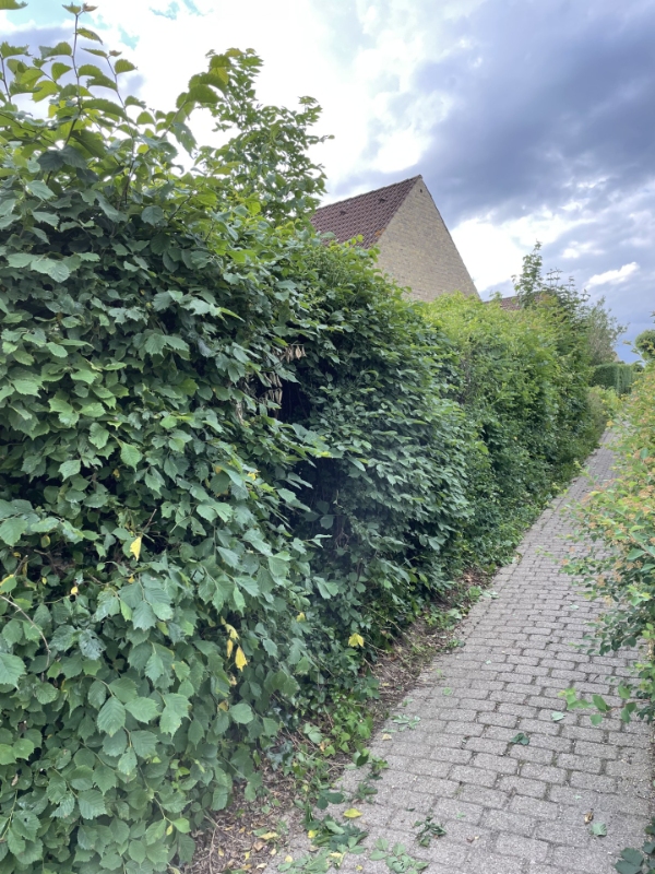 Hækklipning og bortkørsel af affald