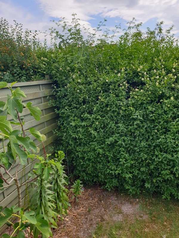 12 meter ligusterhæk klippes kraftigt på ydersiden og reduceres fra ca. 260 cm til 160 cm i højden