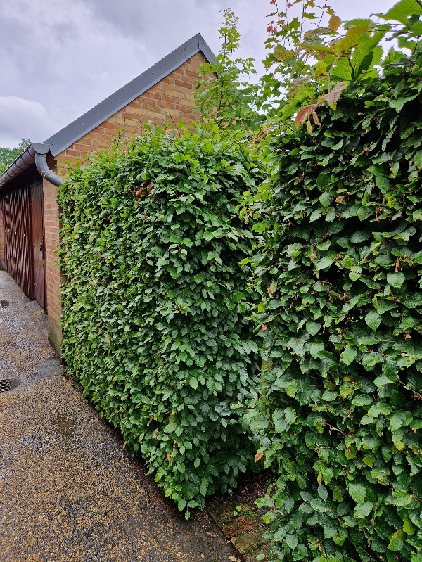 Hækkeklipning og bortskaffelse af affald