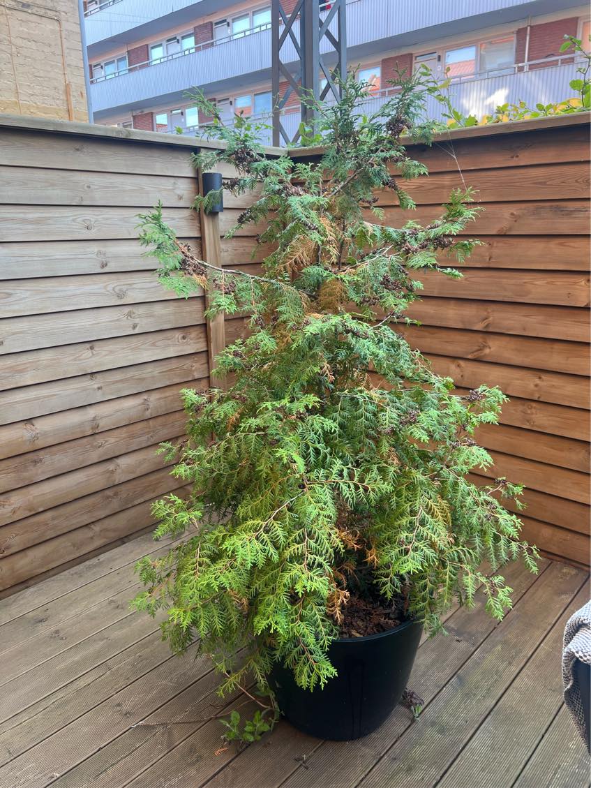 Ting på lossepladsen