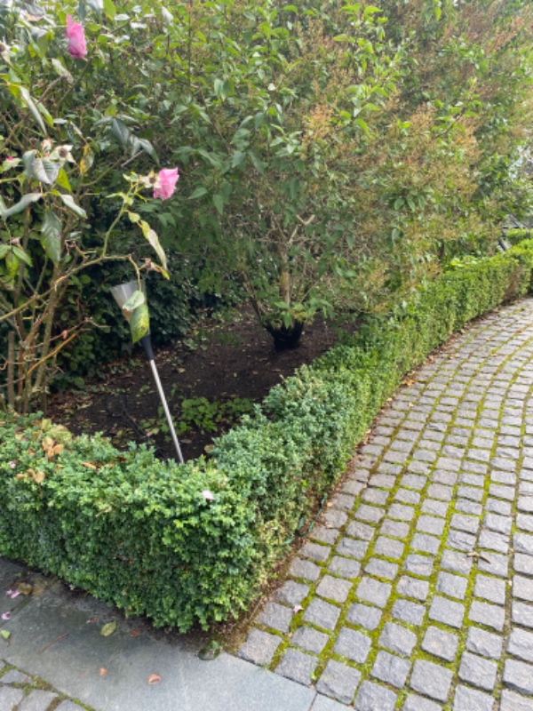 Lugning af 6 mindre bede samt klipning af roser