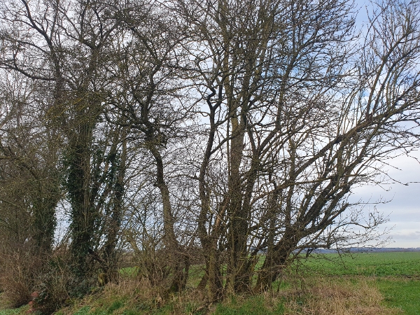 fældning af et stort træ + 14-15 mindre