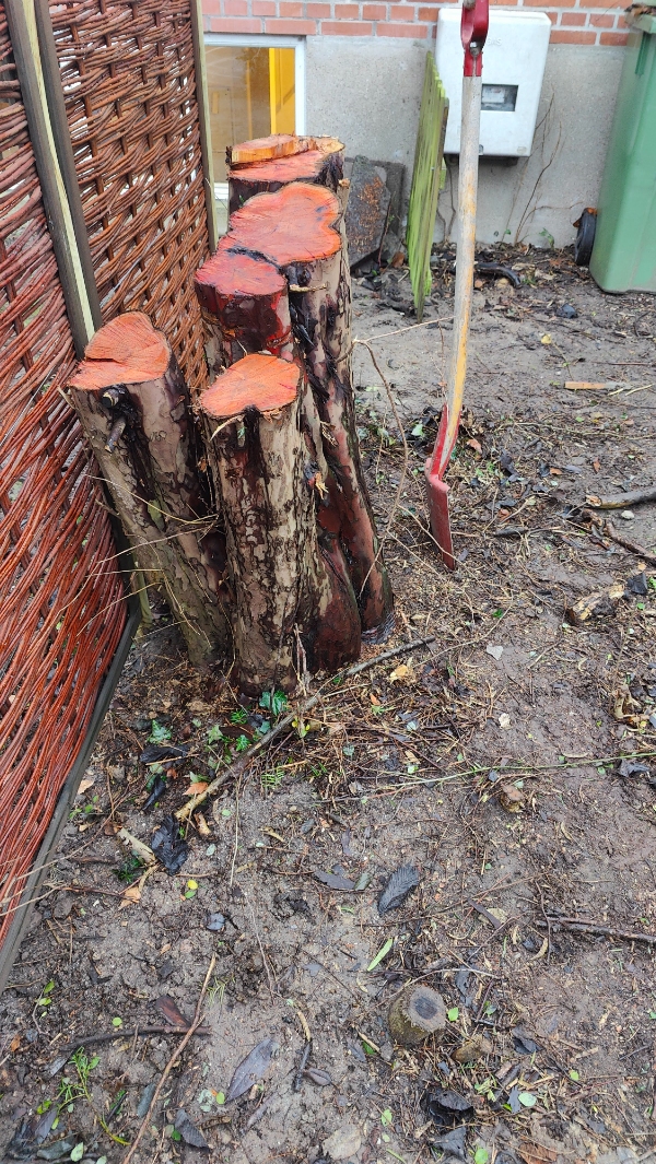 Stubfjernelse og fræsning af stor stub