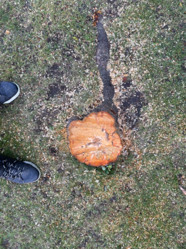 Rodfræsning af 3 stubbe