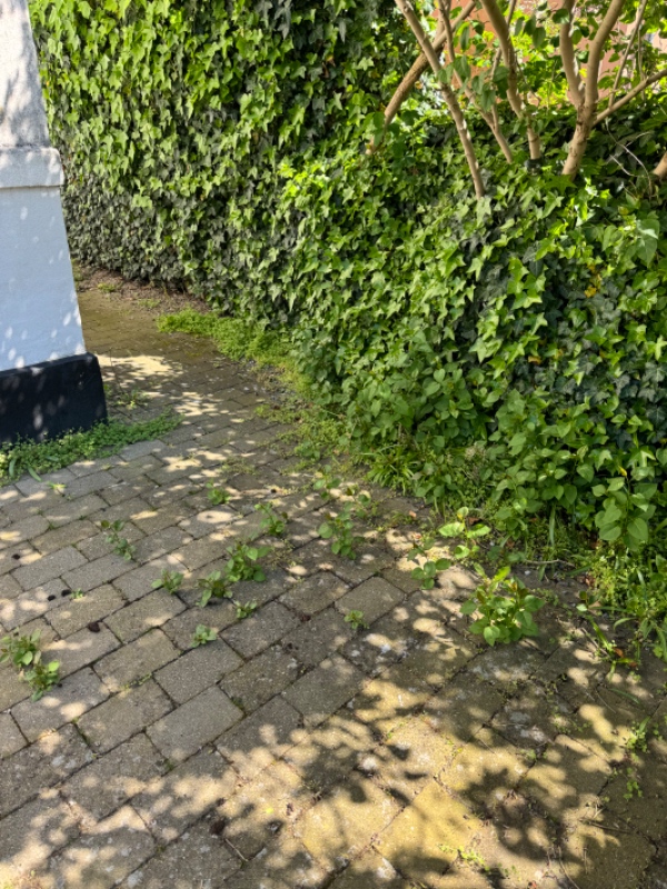 Fjernelse af ukrudt og flisevask