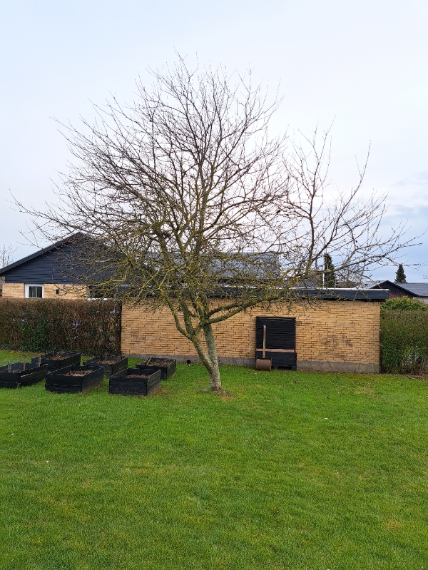 Beskæring af æbletræ