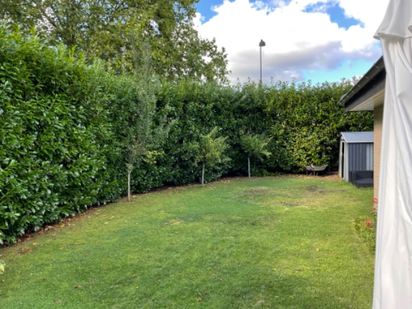 Klipning af kirsebærlaurbærhæk