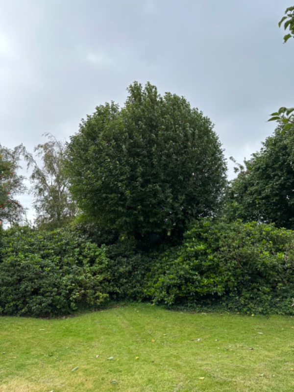 Træfældning af større hæg samt fældning af lille blommetræ og fjernelse af to stuppe fra tidligere f