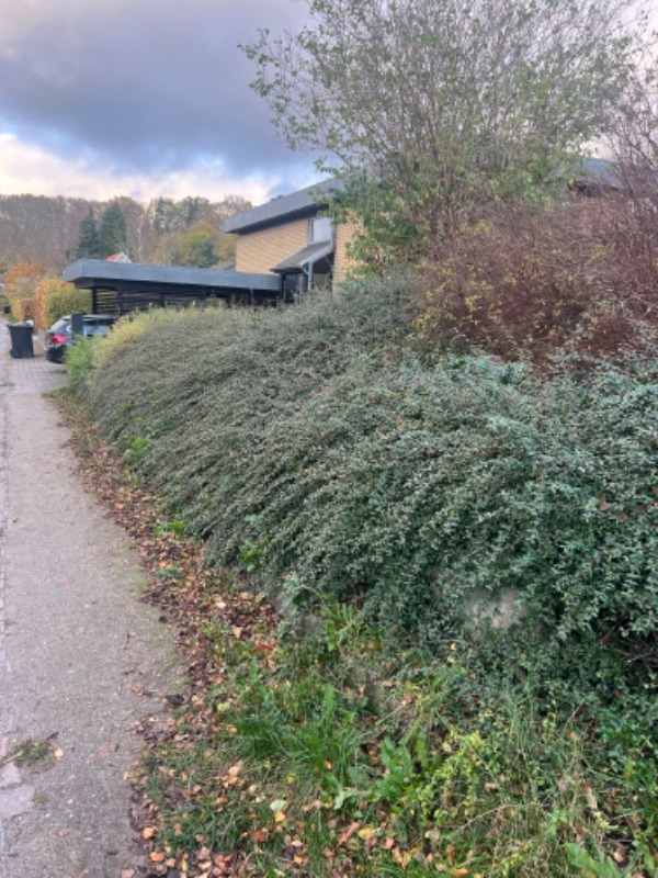 Beskæring af beplantning