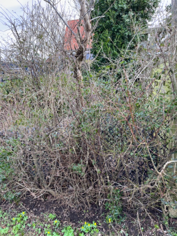 12 m hæk, fjern den gamle og plant nye taksplanter