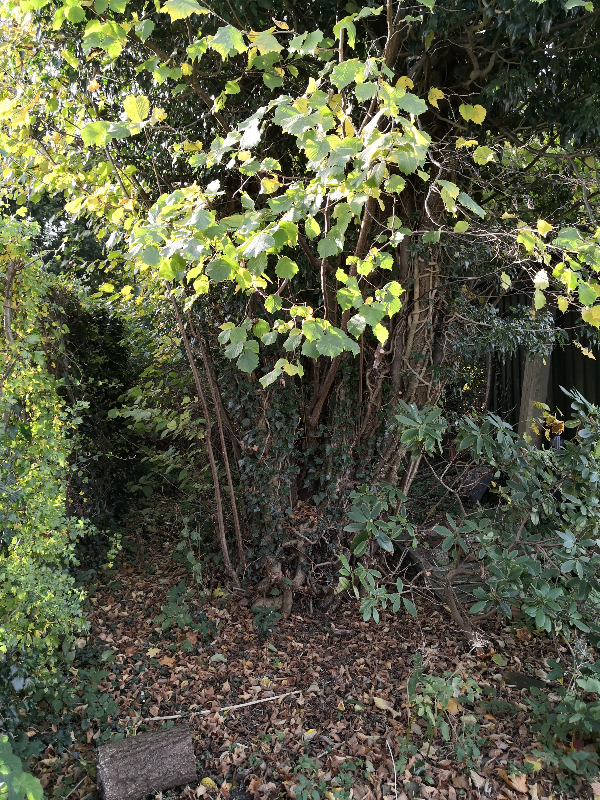 Fældning og rodfræsning af nøddetræ