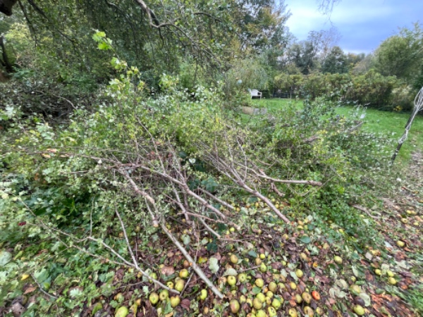 Afhentning af haveaffald fra hækklipning