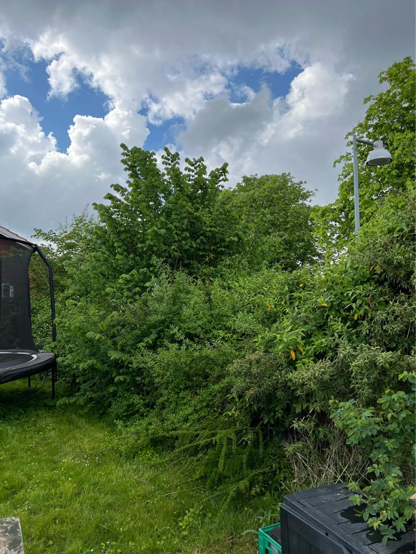 Klipning af hæk og bortskaffelse af haveaffaldet.