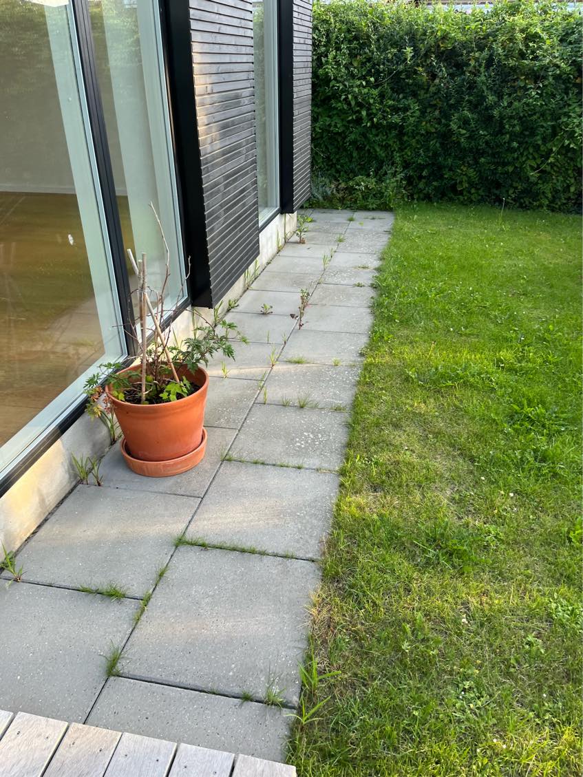 Klipning af hæk og græsplæne.