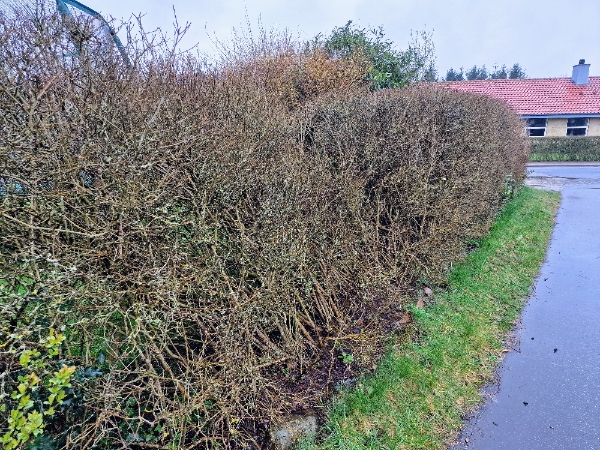 Hækreparation efter snefald