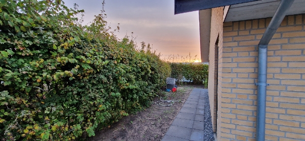 Klippe Hæk (Navr) + Bortskaffelse. 60 meter