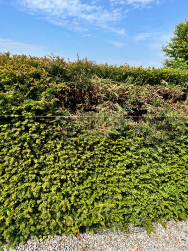 Klipning og fjernelse af hæk