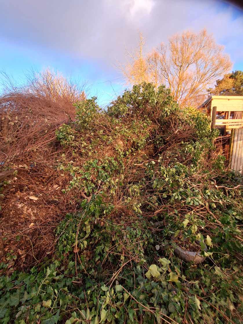 bortskaffelse af træ væltet i storm