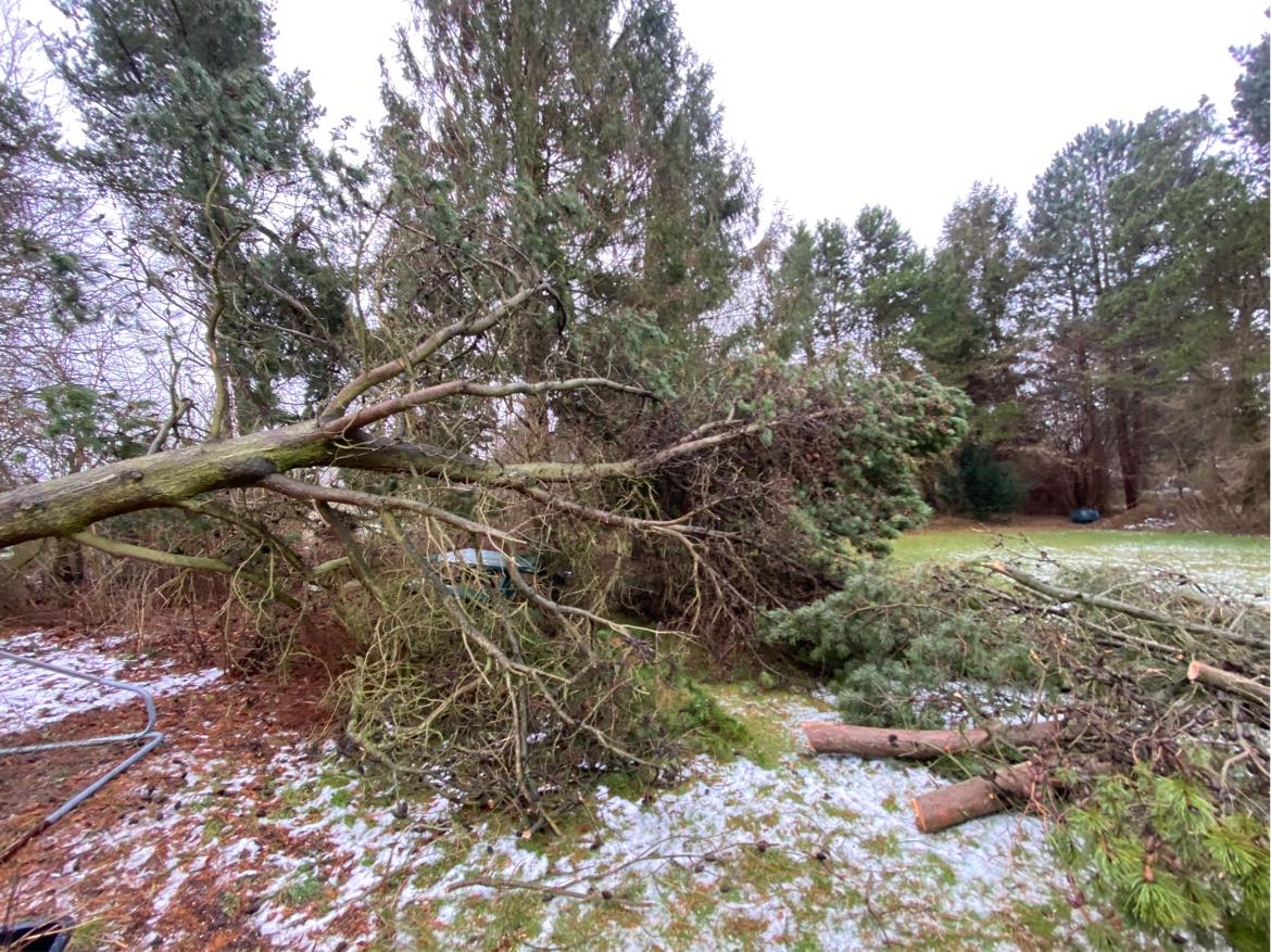 Oprydning/bortkørsel af træer