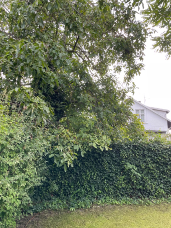 Beskæring af tre træer