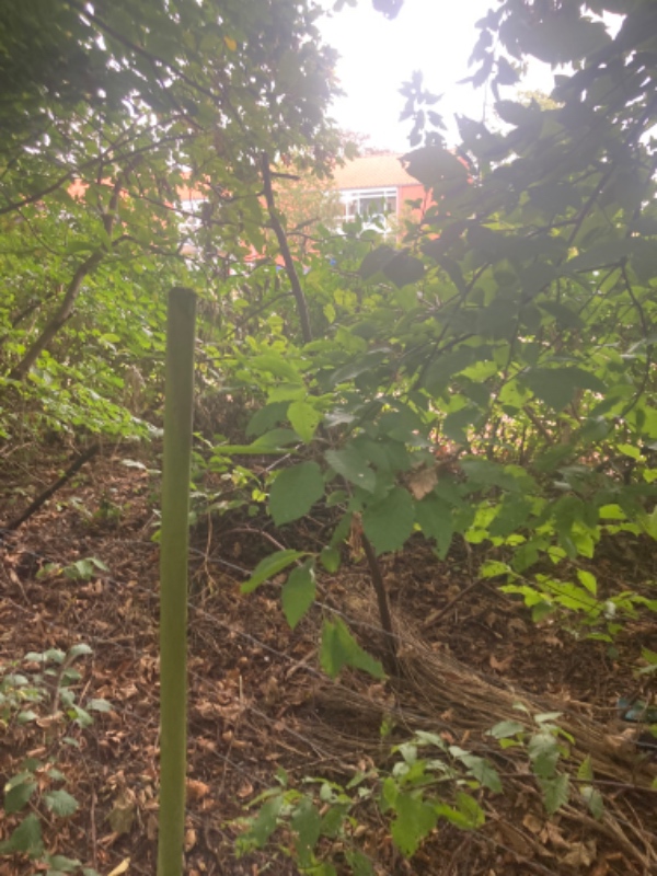 Fjerne buske og 11 små træer