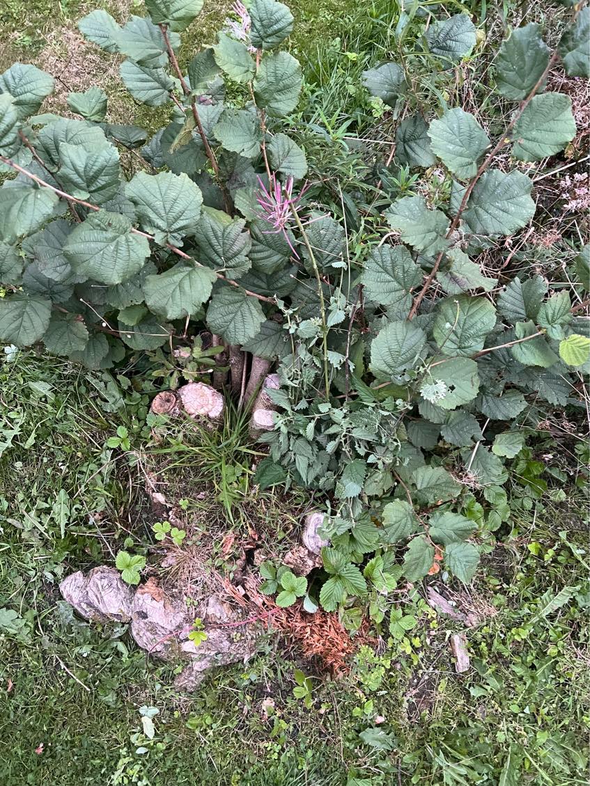 Fjernelse af tre buske