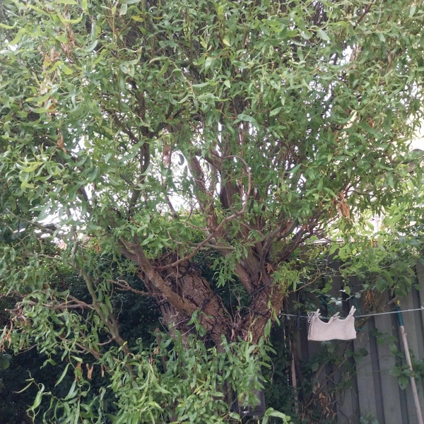 Beskæring af træ - tror det er et piletræ