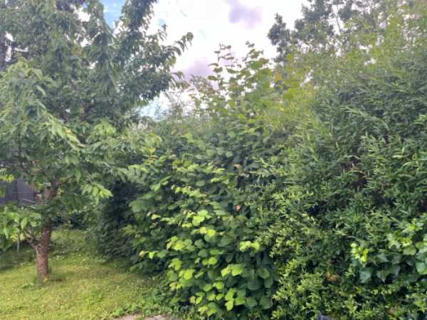 Klipning af stor hæk