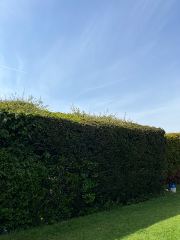 Hækklipning 70m total